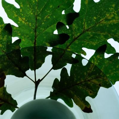 Transparences éphémères - Chêne 2 carré.jpg